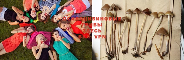 индика Няндома