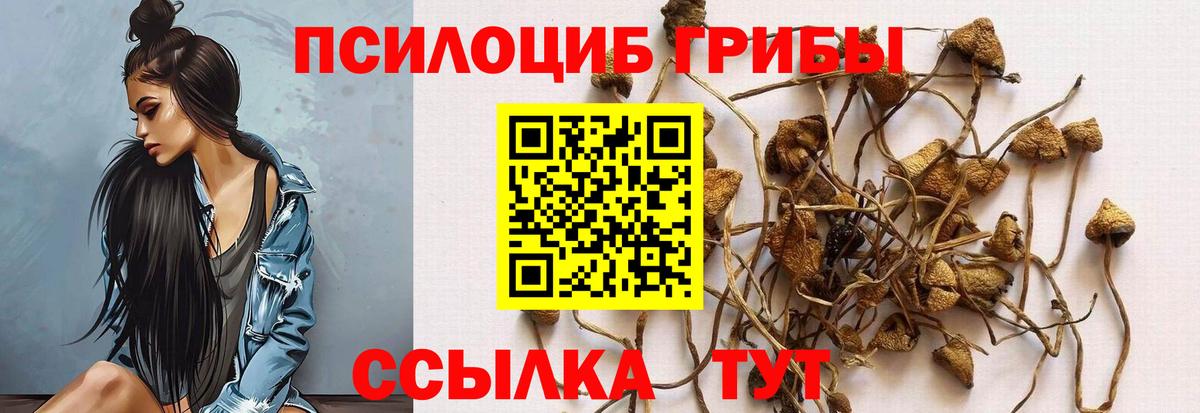 Псилоцибиновые грибы Psilocybine cubensis Кулебаки